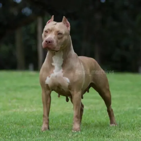 Monteiros Sharon (Rachid x Meriva)